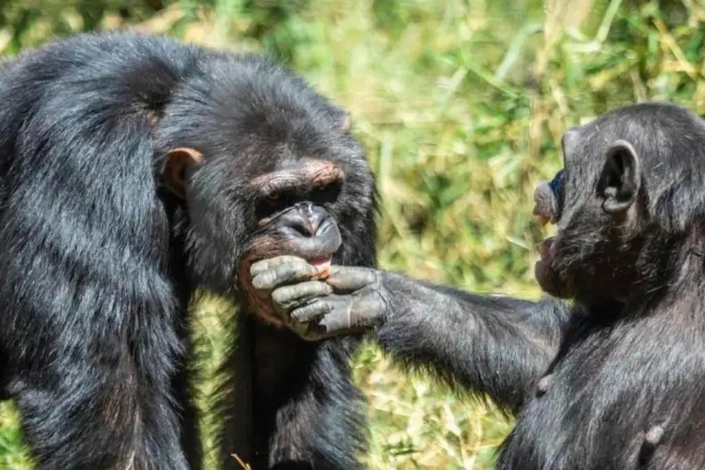 La chimpancé Careen introduce su mano en la boca del macho Sims, un gesto de gran vulnerabilidad que los investigadores interpretan como una posible señal de confianza