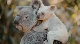 La ciencia ha comenzado a proteger la herencia genética del koala congelando sus células reproductivas en nitrógeno líquido
