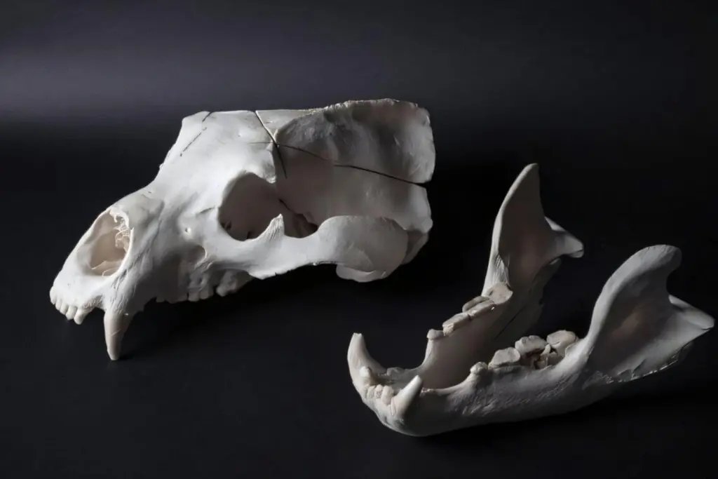 Mandíbula inferior y cráneo de un oso pardo sirio (Ursus arctos syriacus), una subespecie adaptada a los climas más cálidos, conservados en la colección paleoanatómica de la SNSB