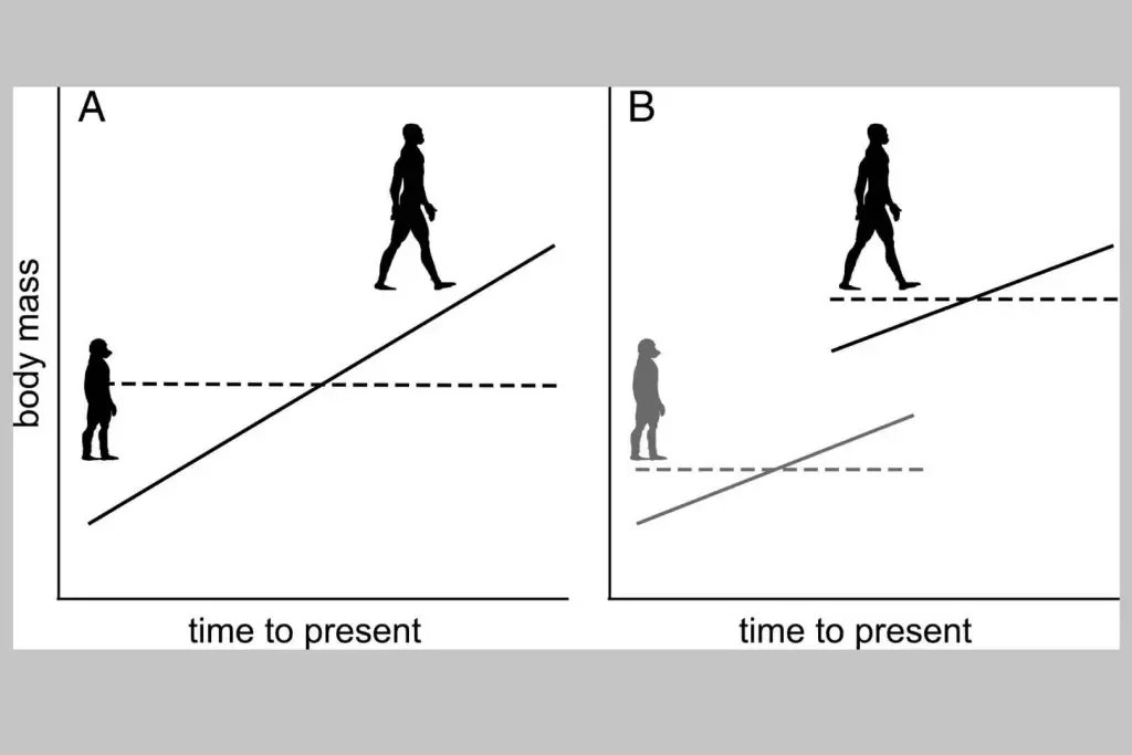 Las distintas teorías sobre la evolución del tamaño de los homininos