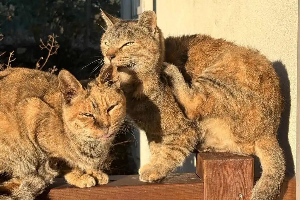 Un comportamiento típico de los gatos podría esconder una forma sutil de conseguir lo que quieren sin llegar al enfrentamiento