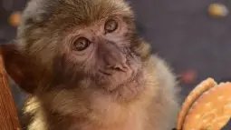 Los científicos consideran que esta conducta de los macacos es una ingeniosa estrategia de adaptación desarrollada para convivir en entornos dominados por la presencia humana