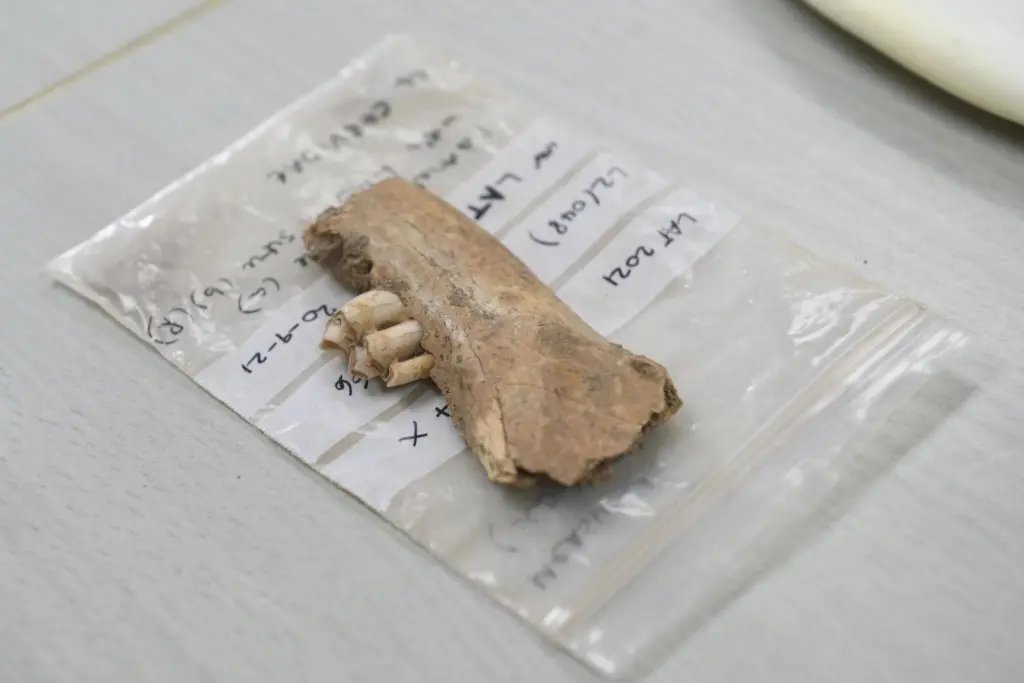 Algunos de los restos arqueológicos recuperados en la cueva de Latnija