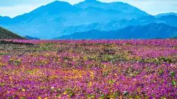 Durante años solo hubo arena y calor en el Valle de la Muerte. Ahora una combinación meteorológica casi imposible ha cubierto el desierto de flores