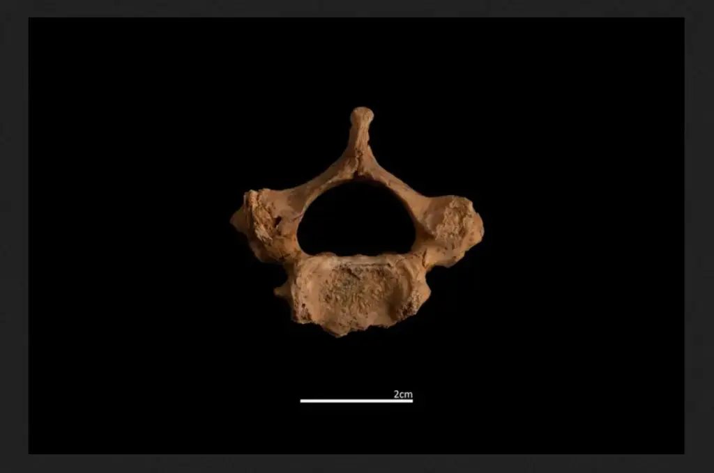 Vértebra infantil de Homo antecessor 
