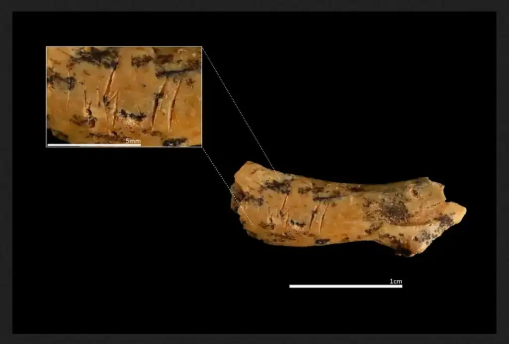 Restos óseos de Homo antecessor