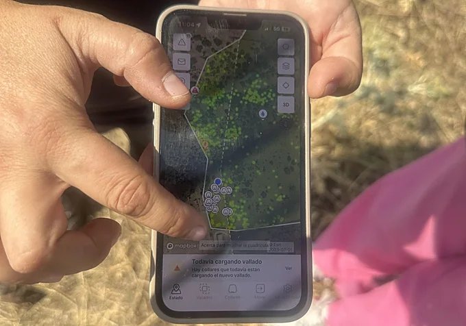 Esther muestra el mapa de calor y la geolocalización en directo de sus reses.