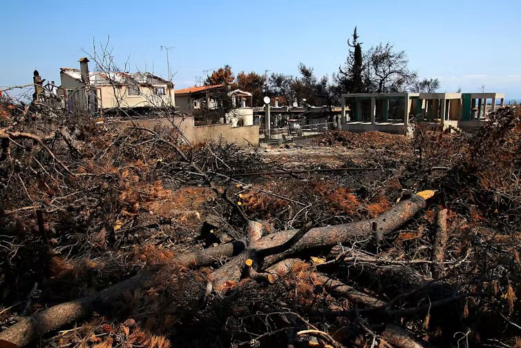 Burnt-out houses, with burnt tree trunks in front