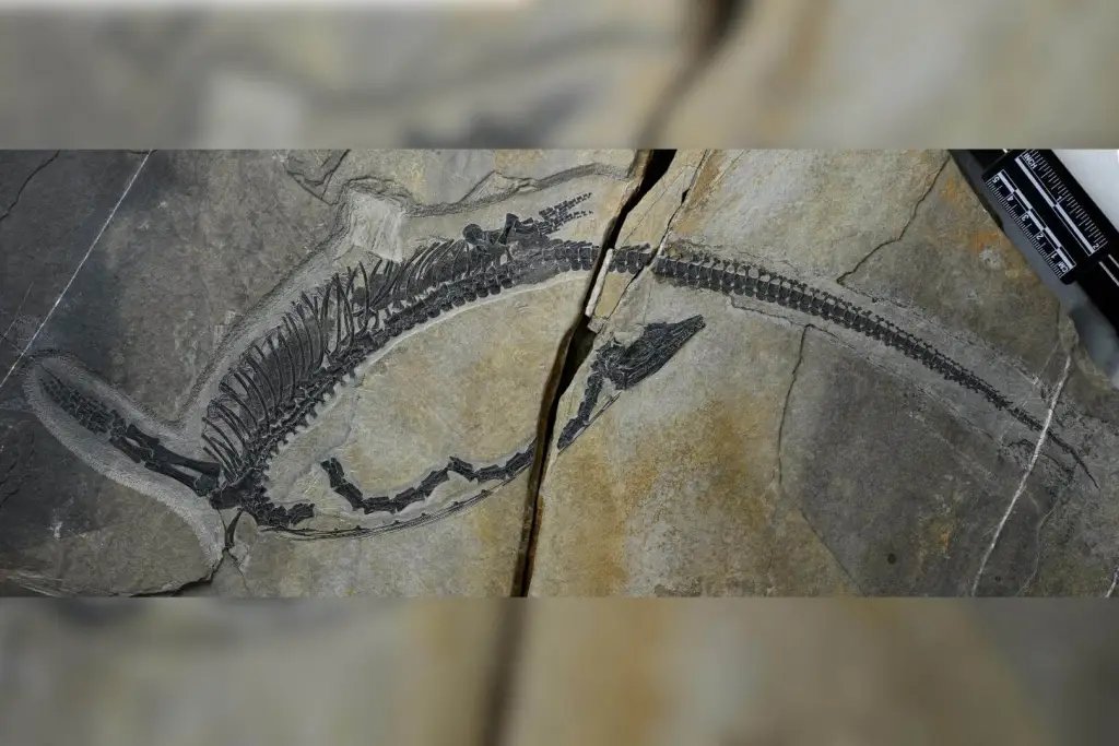 Fósil de Austronaga minuta, un reptil marino que vivió hace 245 millones de años