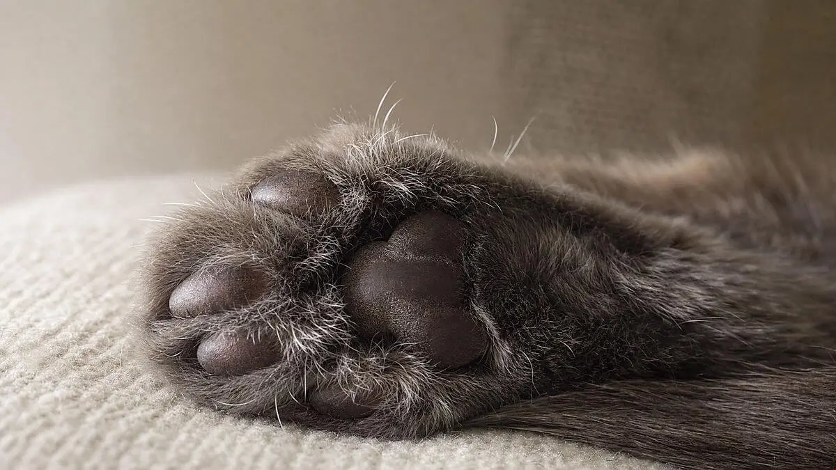Primer plano lateral de un gato dormido; pata delantera ligeramente levantada, se ve la zona del antebrazo cerca de la muñeca