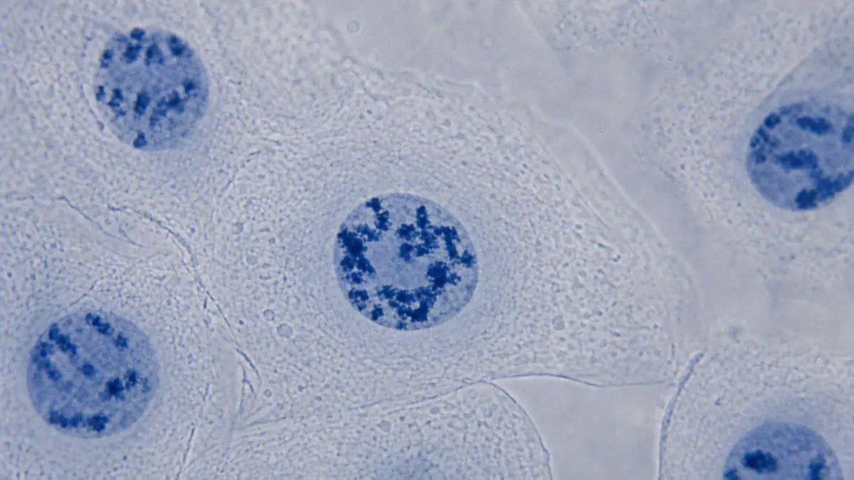 Microscopio estilizado: cromatina en un núcleo celular, filamentos densos en un sector, otro más laxo. Luz fría, contraste al