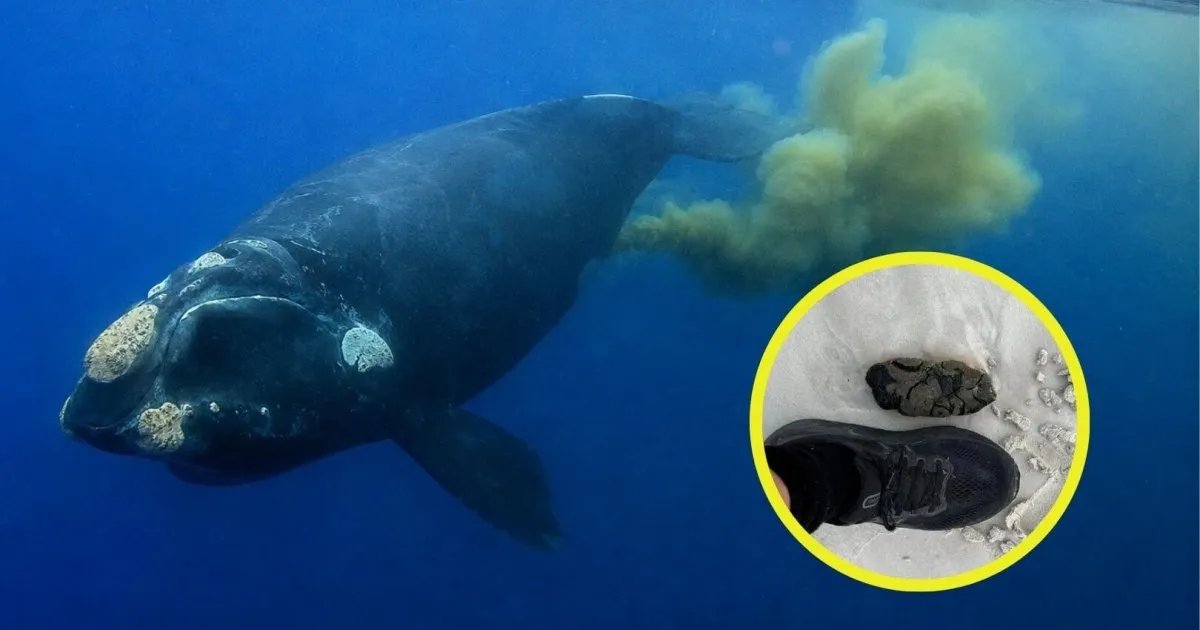 El análisis de ADN de excrementos de ballena revela un hallazgo inesperado que da esperanza frente al cambio climático