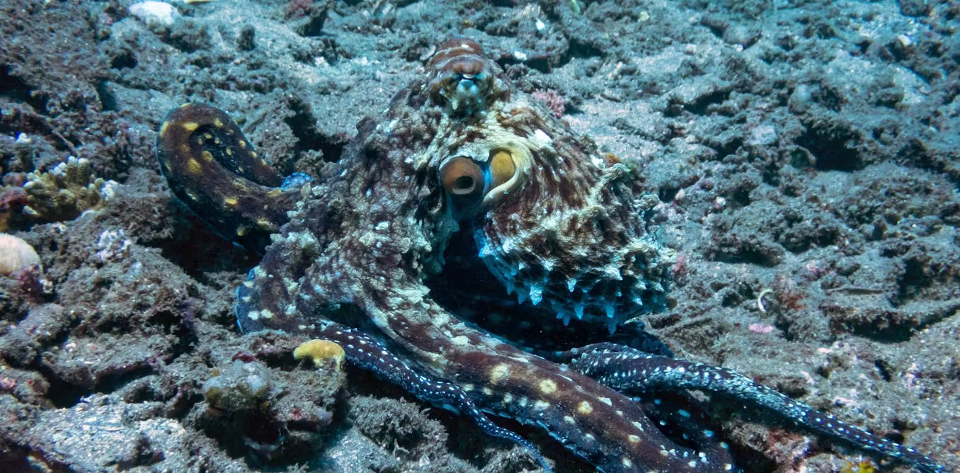 “Ver” con la piel: el enigma visual de pulpos, sepias y calamares