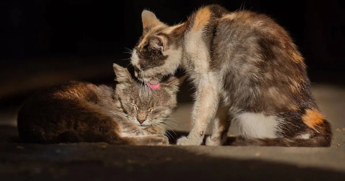 ¿Sabías que los gatos no siempre lamen por cariño? Un estudio revela que puede formar parte de una estrategia para evitar conflictos, desmontando una de las ideas más extendidas